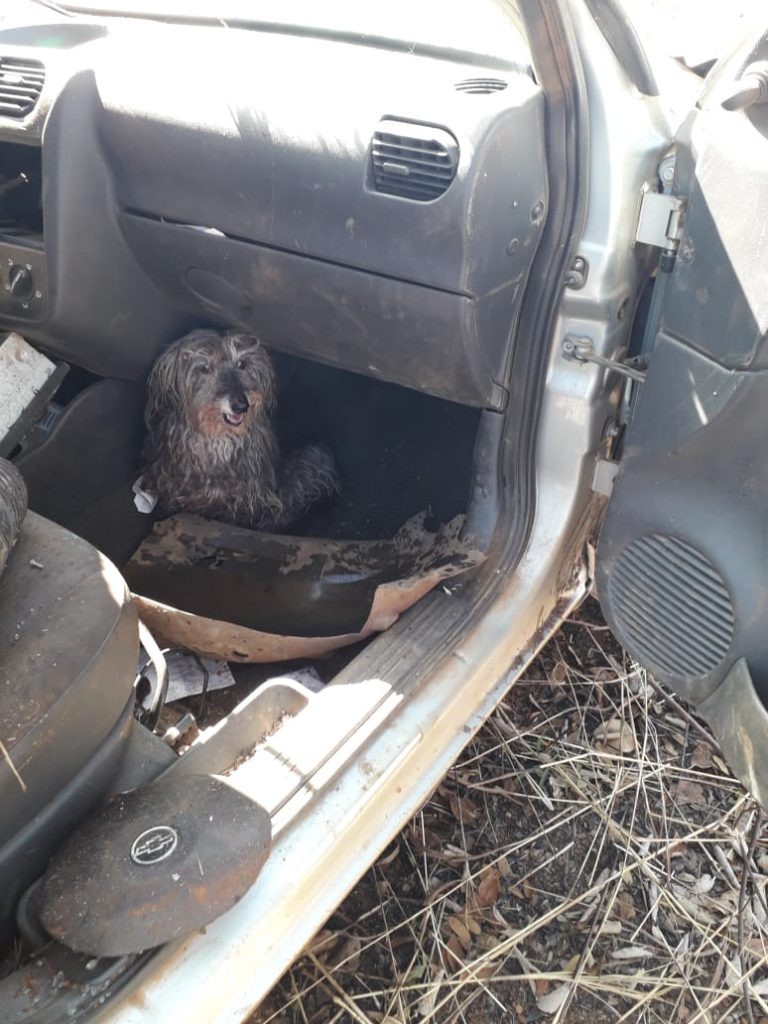 A cadelinha foi resgatada e encaminhada ao veterinário por familiares da vítima.