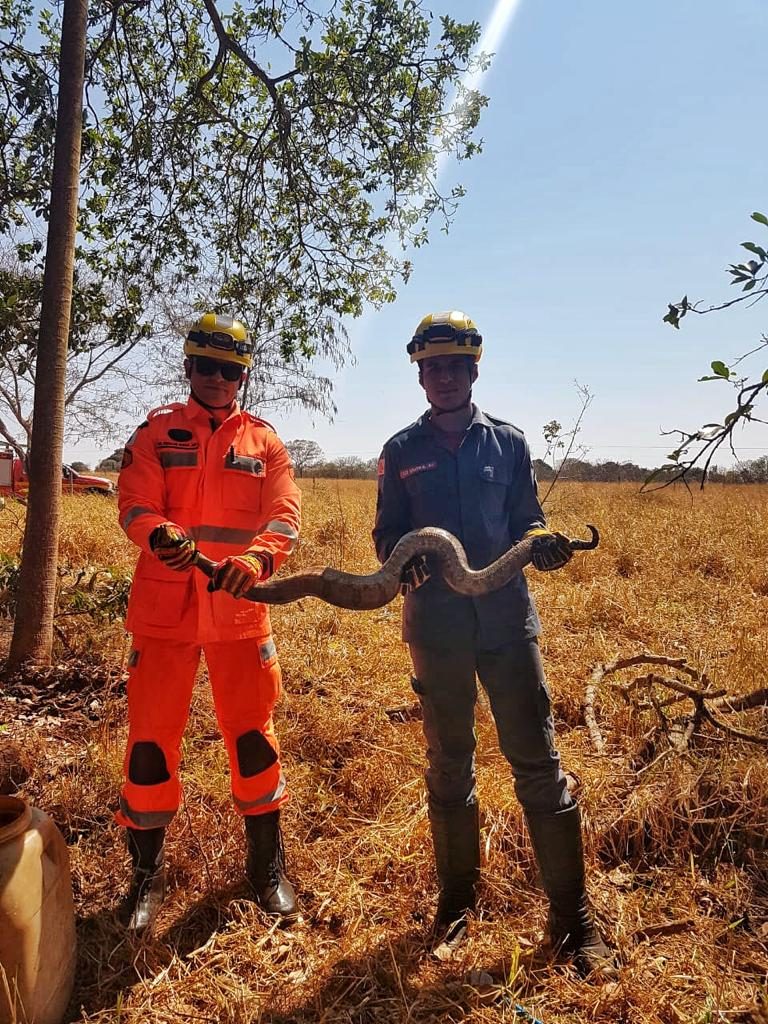 Bombeiros seguram jiboia em Ituiutaba (Foto: Bombeiros/Divulgação)