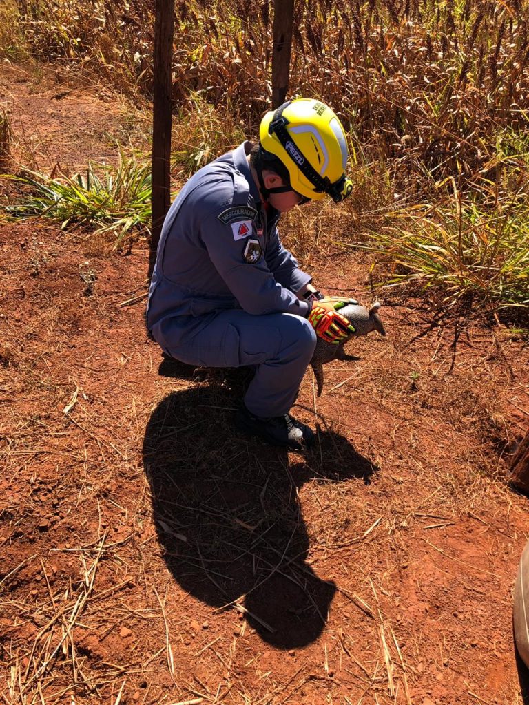 Animal foi devolvido ao habitat natural (Foto: Bombeiros/Divulgação)