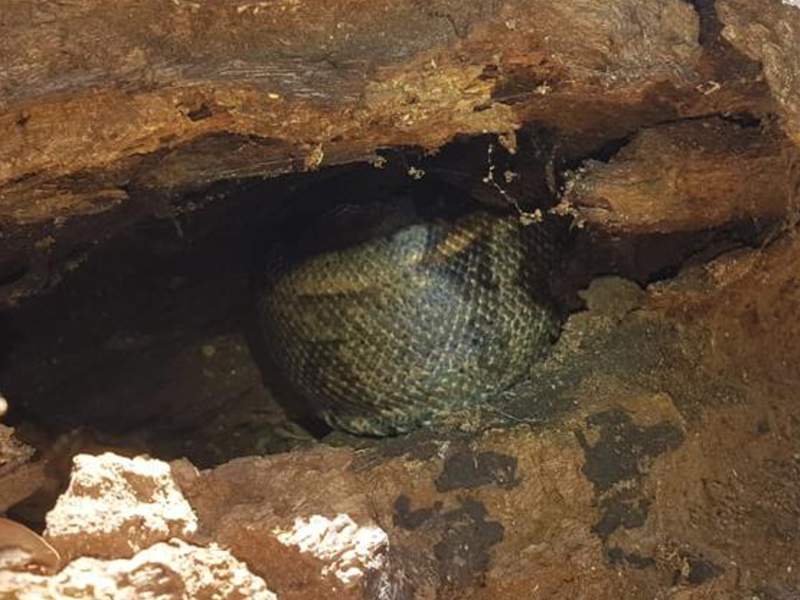 Animal estava em um tronco e foi capturada pelos Bombeiros (Foto: Bombeiros/Divulgação)