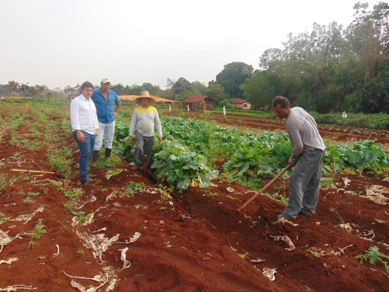 Produção de verduras e legumes abastece escolas da rede municipal de ensino e famílias de baixa renda cadastradas na Secretaria de Desenvolvimento Social em Capinópolis