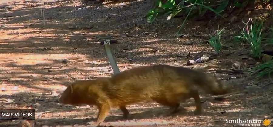 Cobra perde luta contra mangusto e é devorada; veja o vídeo