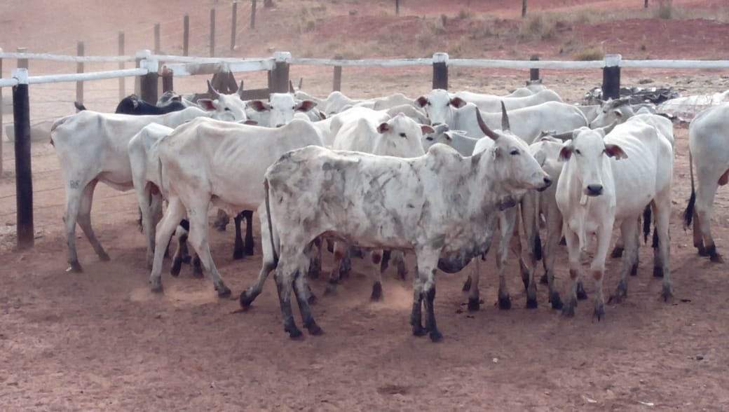 Polícias recuperam 23 cabeças de gado roubadas em Prata