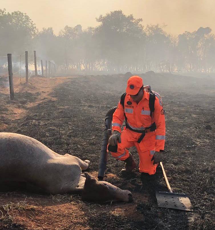 (Foto: Bombeiros/Divulgação)