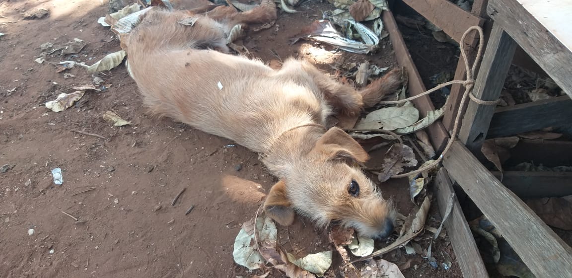 Cão envenenado em Ituiutaba é resgatado pela PMA