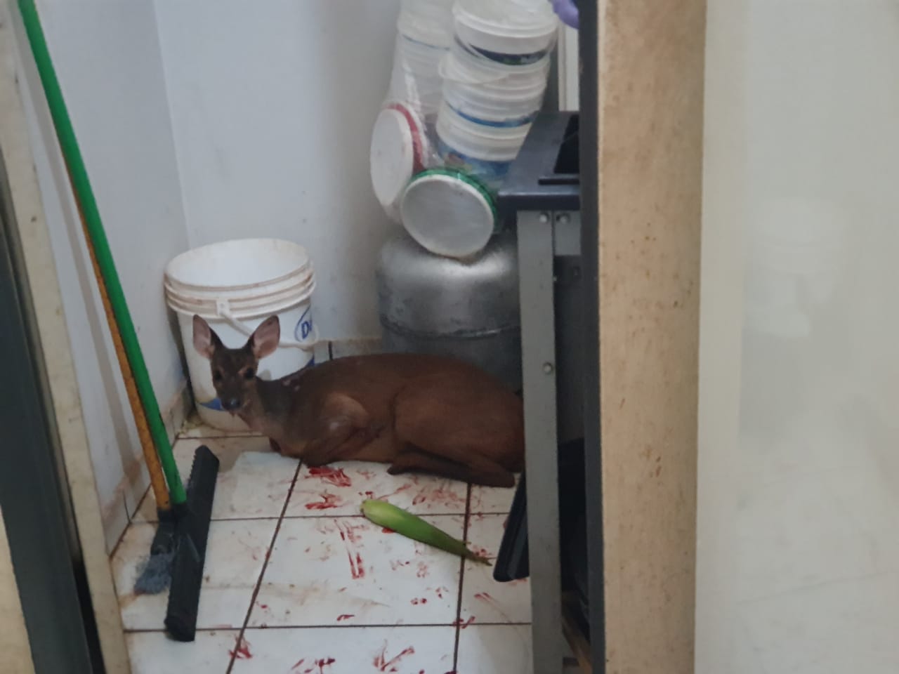Veado é capturado em zona urbana de Ituiutaba