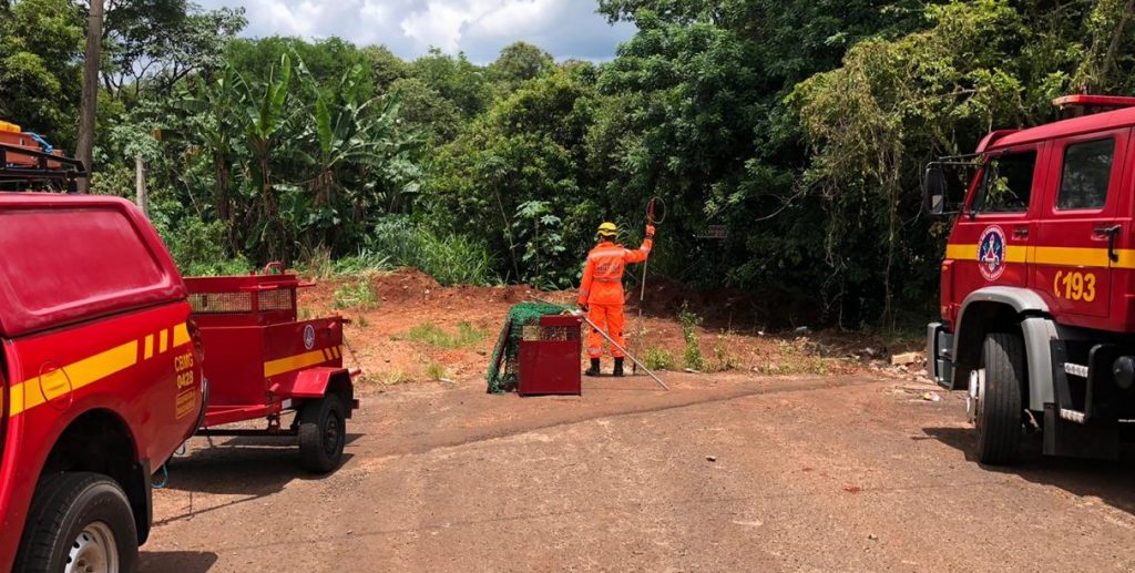 Animal foi acondicionado em uma gaiola (Foto: Bombeiros/Divulgação)