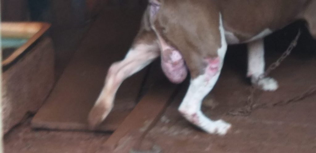 O cão apresenta um grande  abscesso  no saco escrotal (Foto: PMMA/Divulgação)