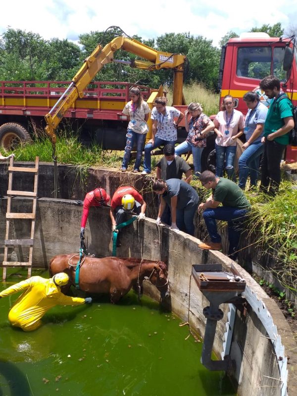 Cavalo é resgatado após cair em tanque de água desativado em Uberaba