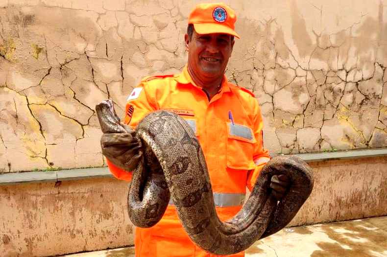 Cobra de 2 metros é capturada em galinheiro em Patos de Minas
