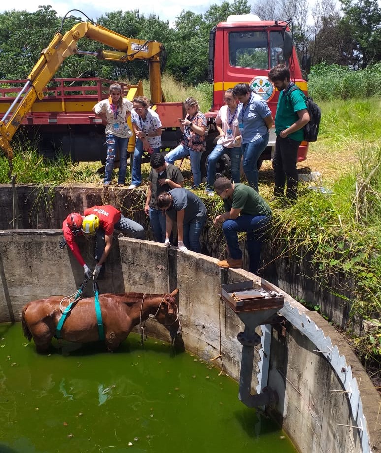 Animal foi resgatado após envolvimento de muitos profissionais (Foto: Bombeiros/Divulgação)