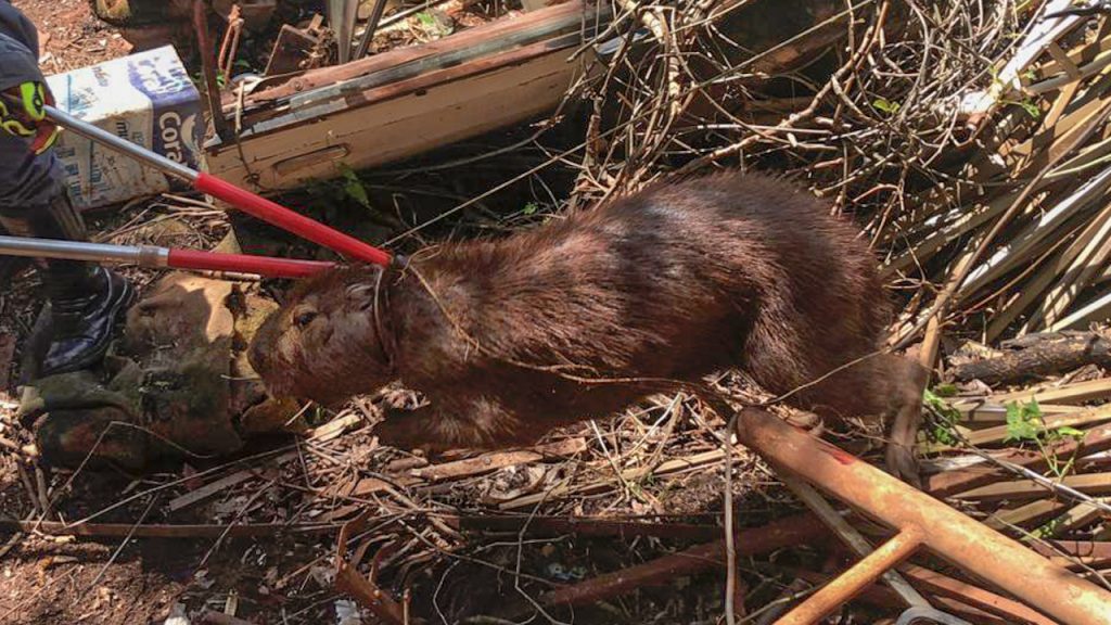 Capivara capturada (Foto: Bombeiros/Divulgação)