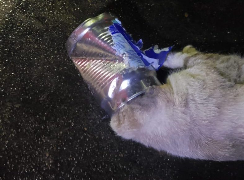 Gato é resgatado em Ituiutaba após prender a cabeça em lata