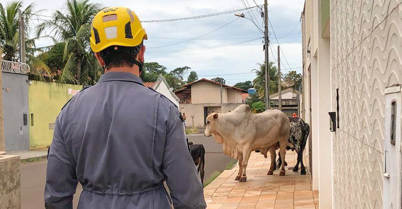 Bombeiros são acionados para capturar boi no centro de Ituiutaba