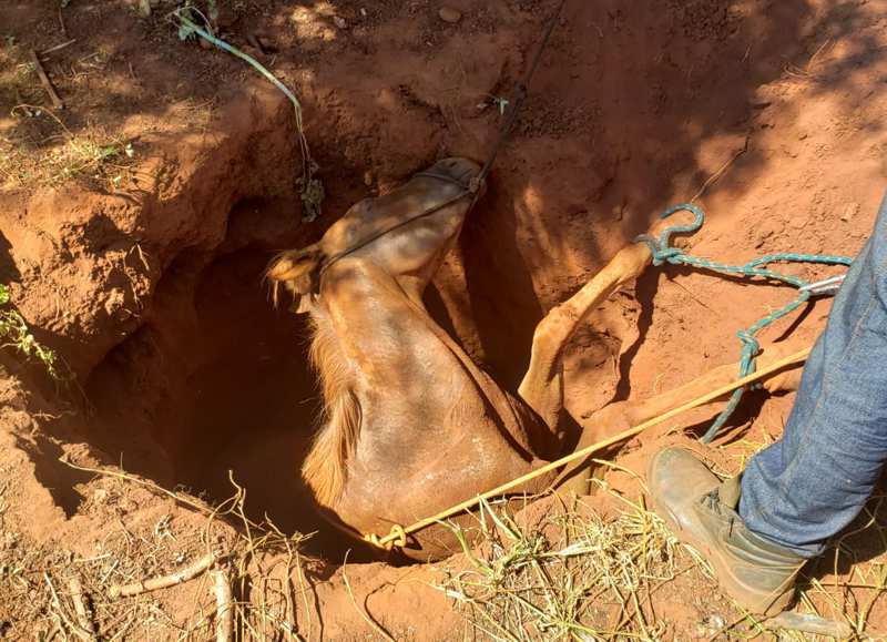 Animal caiu em uma cisterna desativada e estava exausto no momento do resgate (Foto: Bombeiros/Divulgação)