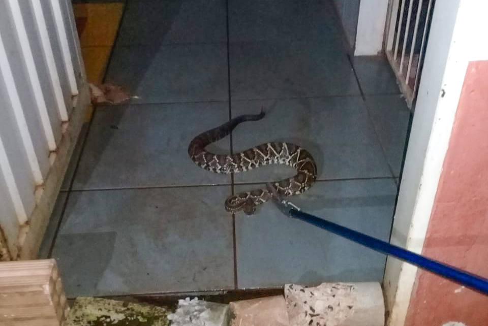 Serpente foi resgatada no início da noite na cozinha do estabelecimento | Foto: Bombeiros/Divulgação