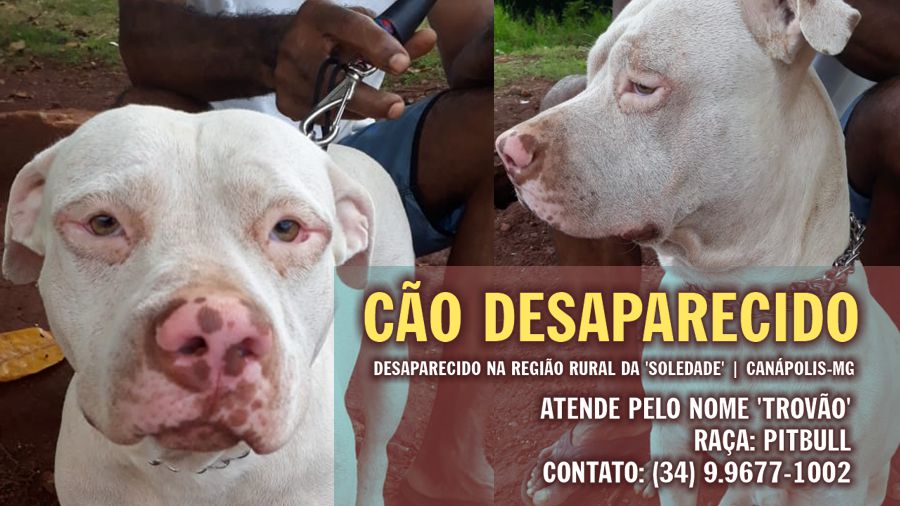 Cão da raça Pitbull desaparecido na região rural da ‘Soledade’