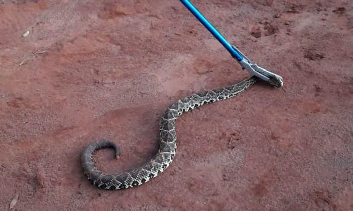 Serpente foi resgatada e solta em local apropriado | Foto: Bombeiros/Divulgação