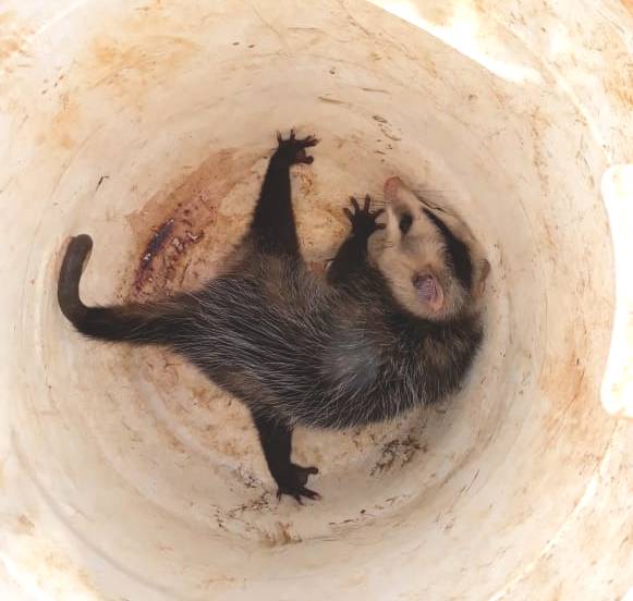 Animal foi solto em uma reserva natural | Foto: Bombeiros/Divulgação