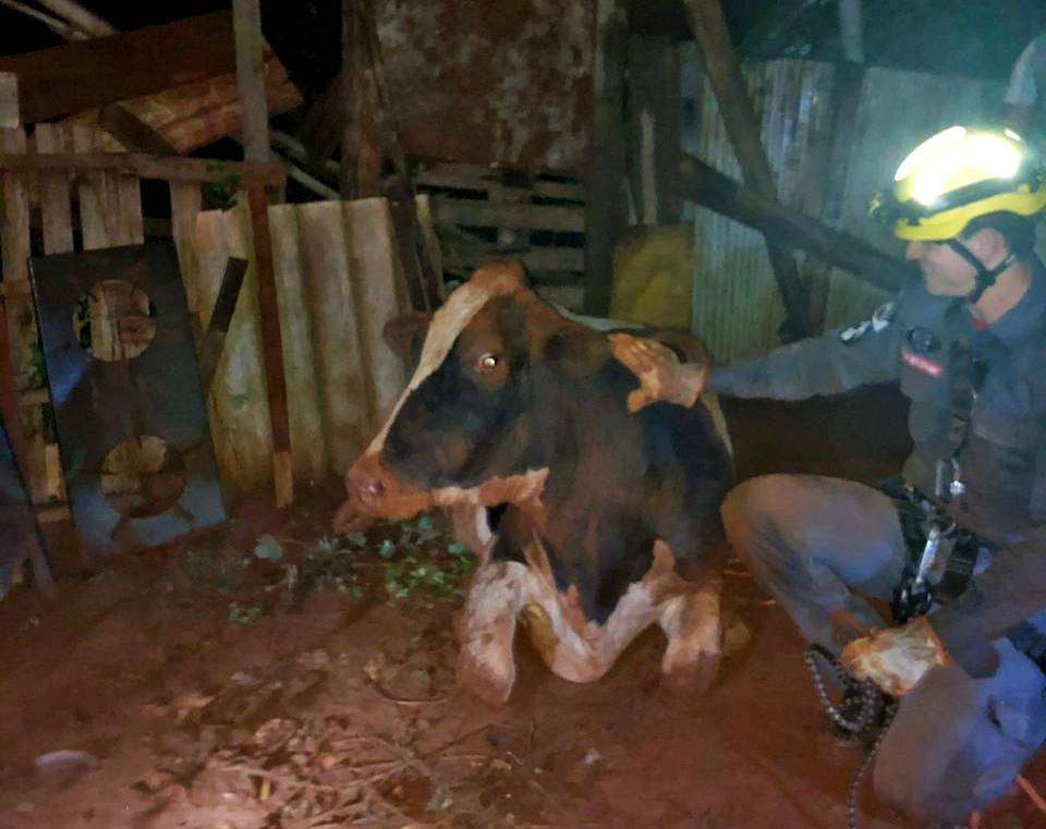 Vaca foi resgatada pelos militares| Foto: Bombeiros/Divulgação