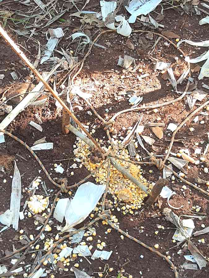 Armadilha encontrada em meio à vegetação | Foto: PMMA/Divulgação