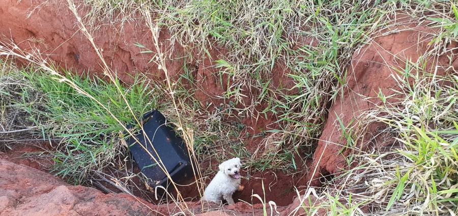 Cãozinho ficou preso na vala | Foto: Bombeiros/Divulgação