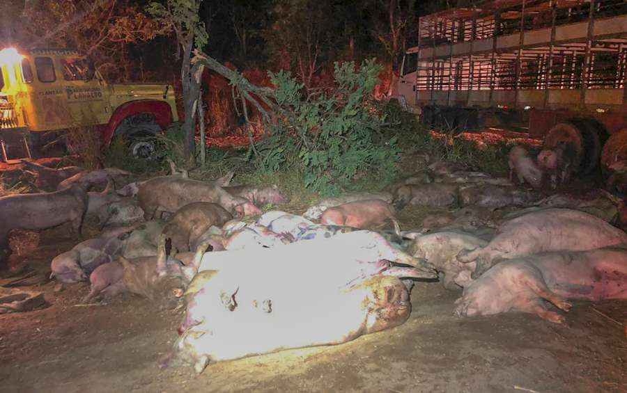 Acidente com caminhão carregado de porcos deixa dezenas de animais mortos