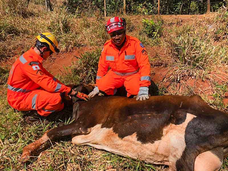 Vaca caiu em grota e teve de ser resgatada pelos Bombeiros | Fotos: Bombeiros