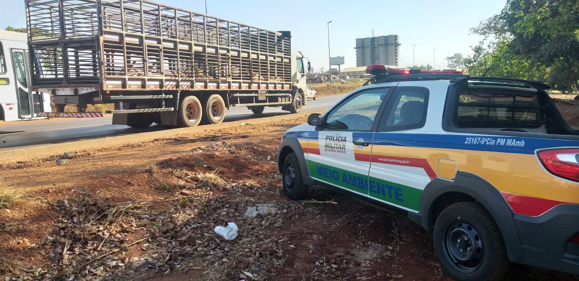 18 porcos morrem em situação de maus tratos dentro de caminhão