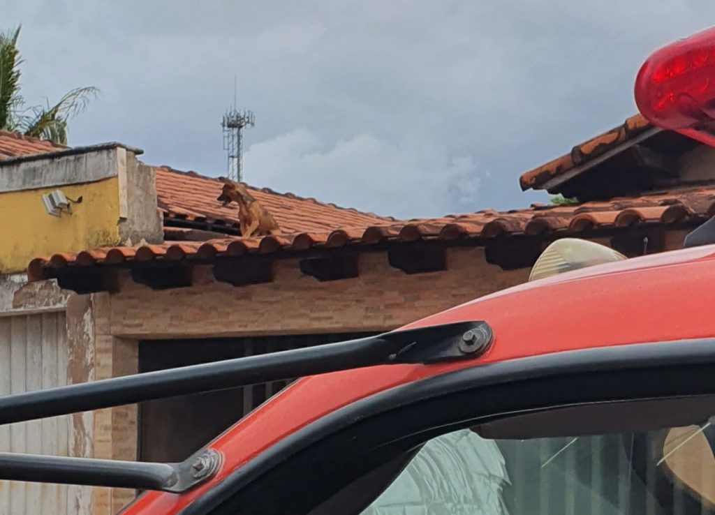 Animal ficou subiu no telhado e não conseguia descer | Foto: Bombeiros/Divulgação