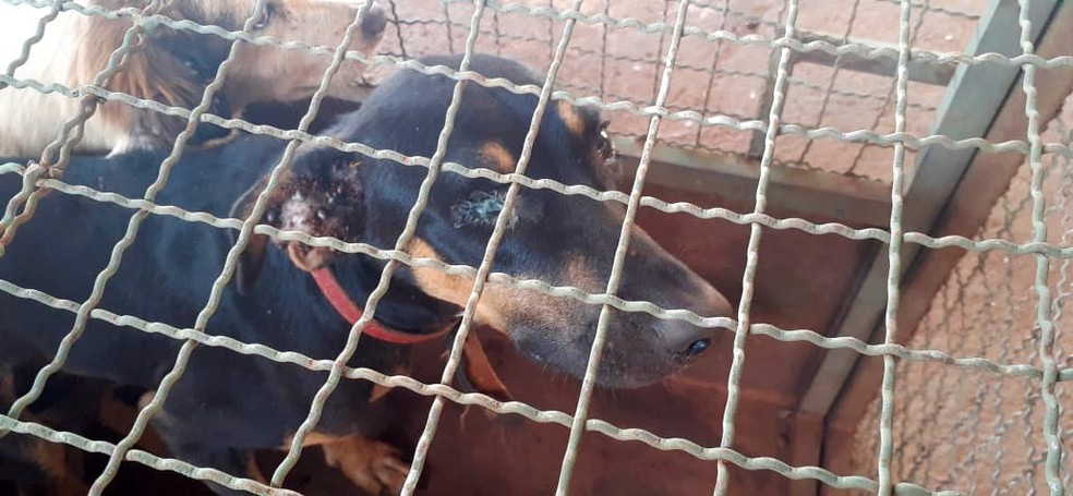 Três animais foram encaminhados para atendimento médico — Foto: PMMA/Divulgação