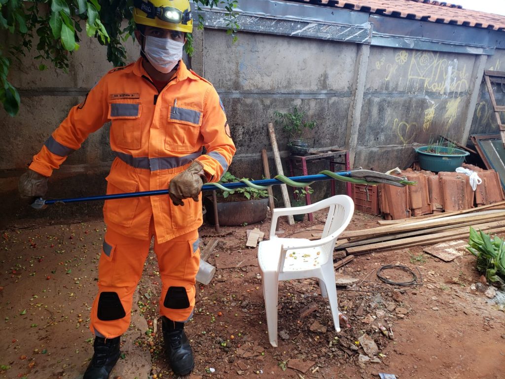 Cobra foi capturada por Bombeiro | Foto: Divulgação/Bombeiros