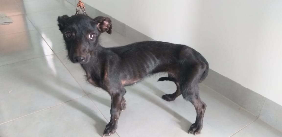 Cão com sinais de maus tratos é resgatado no Novo Tempo II, em Ituiutaba