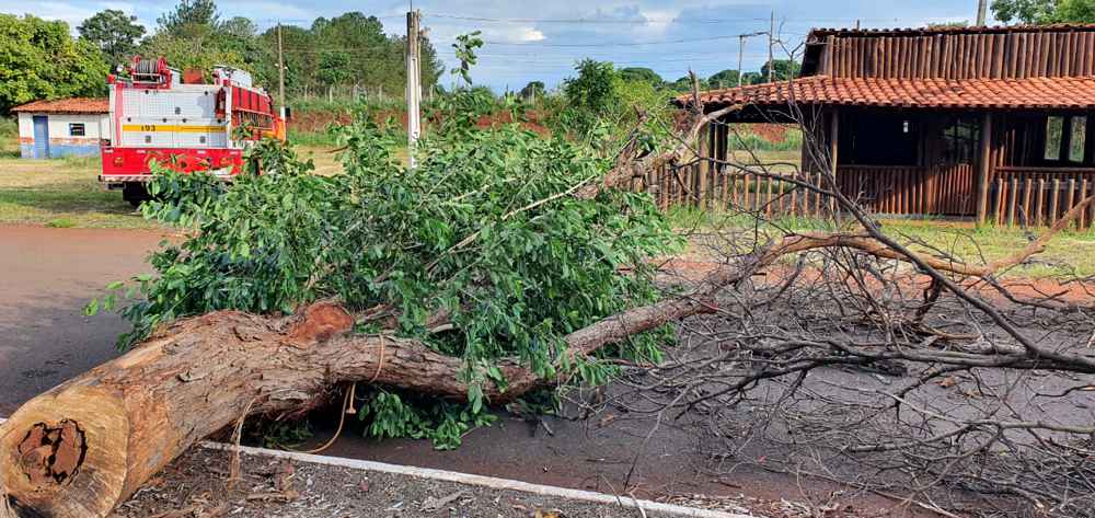 Umas da árvores cortadas dentro do Parque de Exposições JK | Foto: Bombeiros/Divulgação