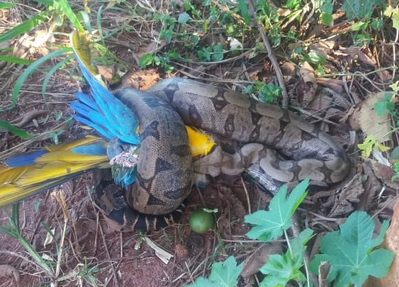 Arara canindé foi capturada e morta pela serpente | Foto: Bombeiros