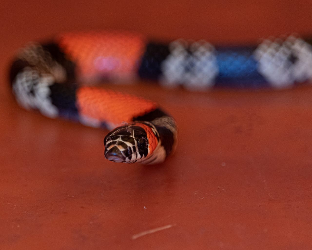 Cobra é capturada em residência no Jardim Sul II em Ituiutaba
