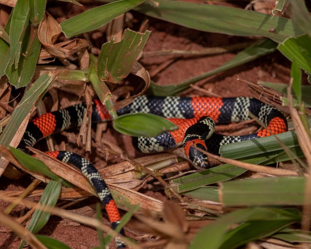 Cobra foi solta em habitat natural | Foto: Bombeiros/Divulgação
