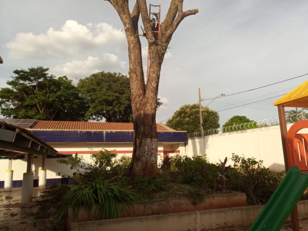 A árvore corria risco de queda e foi cortada pelos bombeiros de Ituiutaba | Foto: Bombeiros/Divulgação