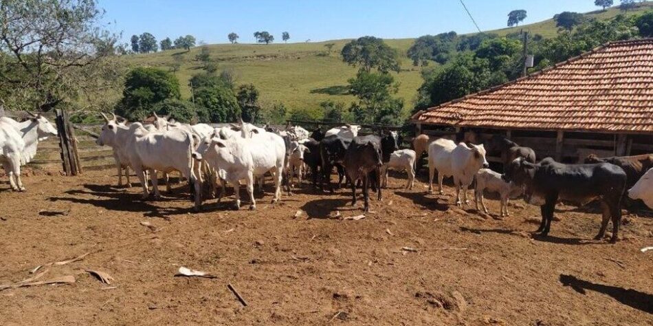 Foram recuperadas 38 cabeças de gado na operação — Foto: Polícia Civil/Divulgação