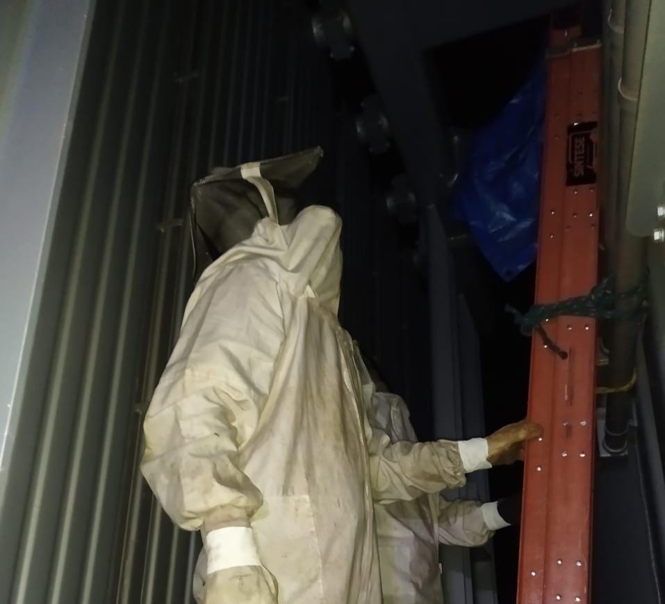Bombeiros capturam marimbondos na hidrelétrica de São Simão