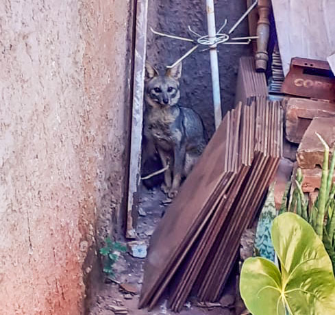 Bombeiros capturam raposa em Ituiutaba | Foto: Bombeiros