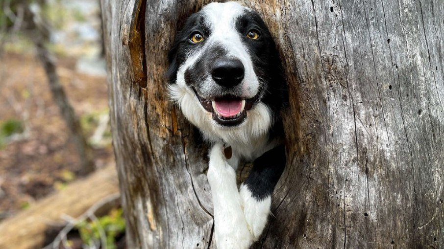 Cachorro travesso encontra lugar aconchegante em árvore