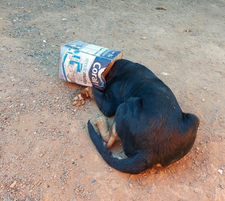  Rottweiler fica preso em lata  vazia em Araguari