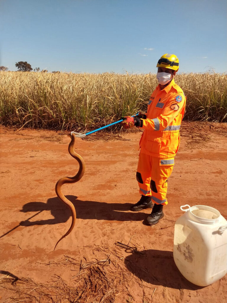 Serpente capturada foi solta em ambiente próprio | Foto: Bombeiros