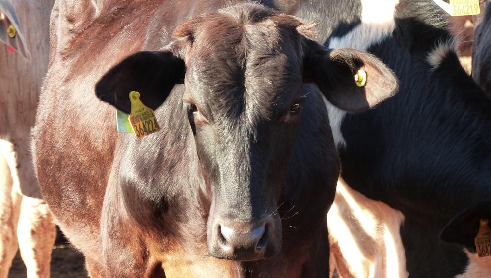 Imagem mostra animal com brinco de identificação, evitando a marcação com fogo | Foto: Divulgação