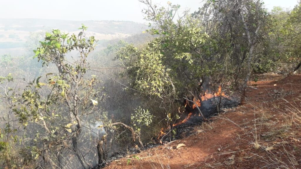 Área de vegetação é atingida por incêndio | Foto: Bombeiros