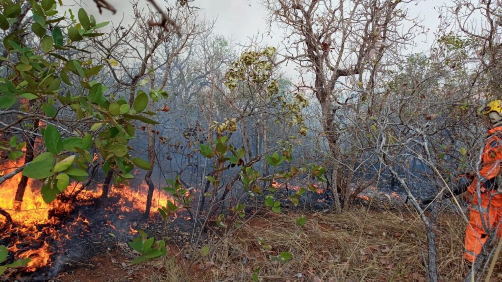 Incêndio florestal destruiu grande área de vegetação | Foto: Bombeiros/Divulgação
