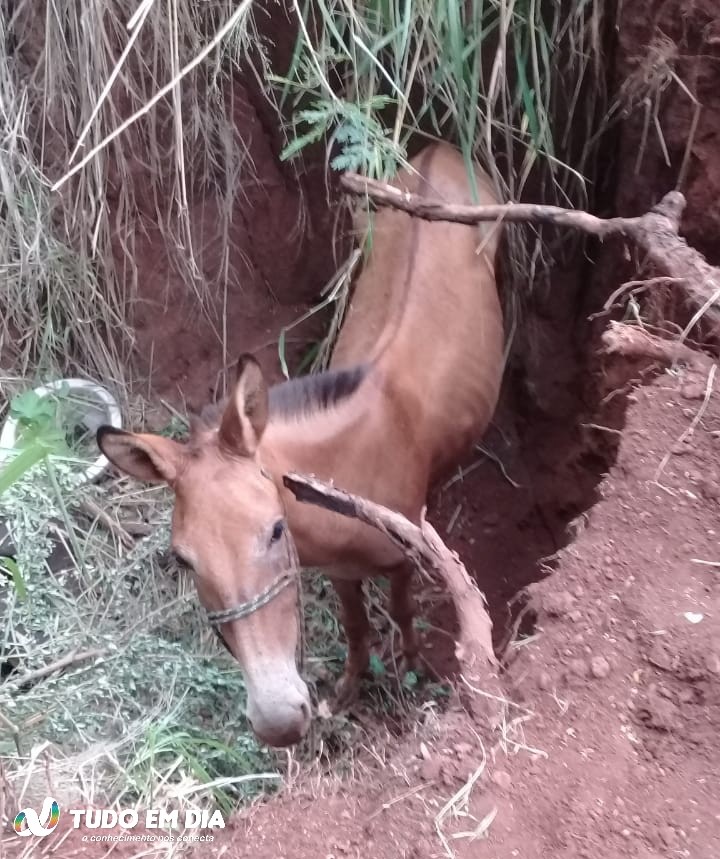 Bombeiros resgatam burro que caiu em buraco em Ituiutaba