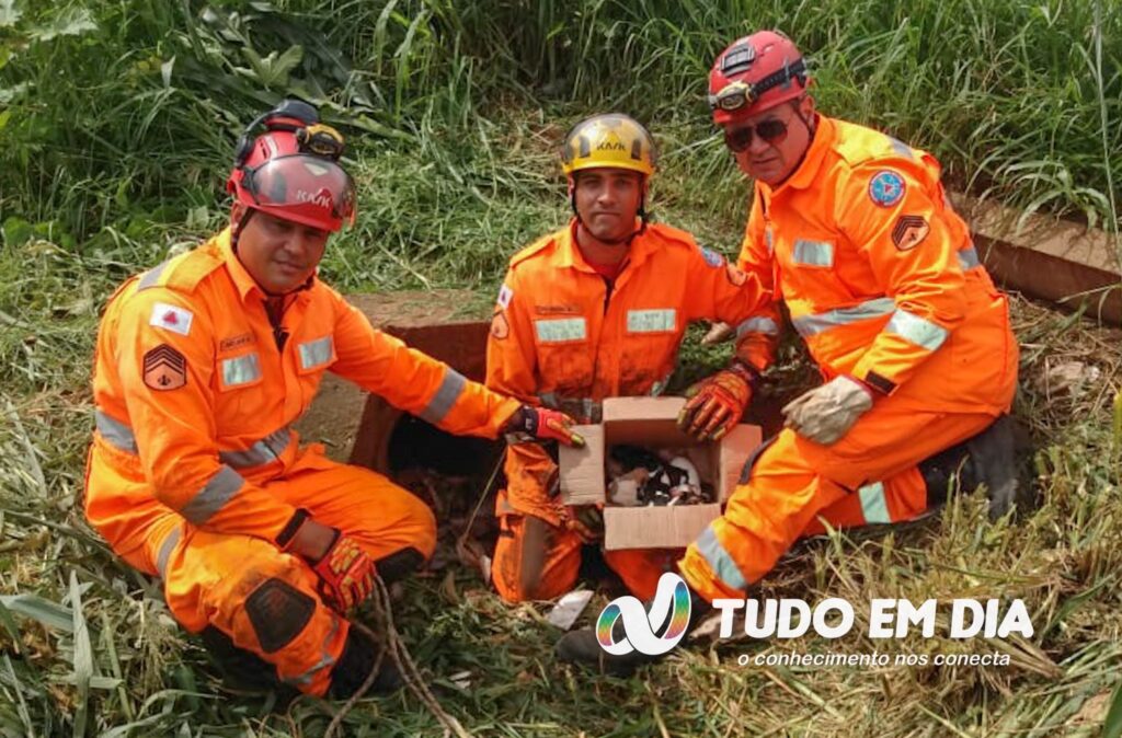 Bombeiro entrou na manilha para resgatar os animais | Foto: Bombeiros da 2ª Companhia