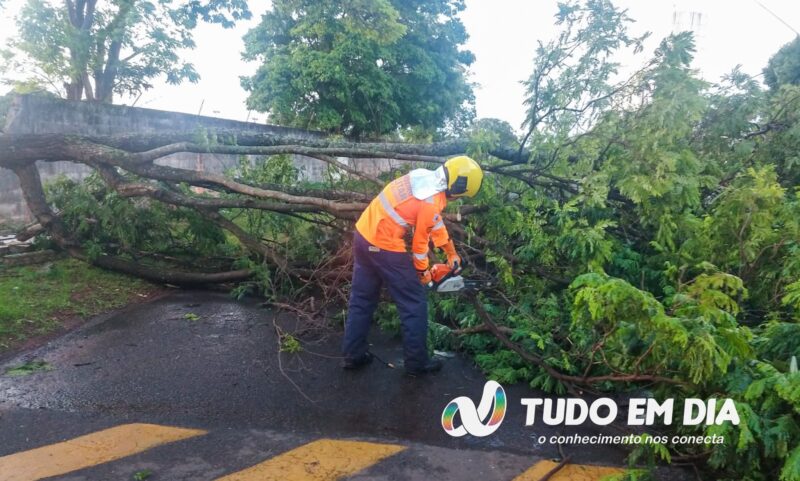 Bombeiros cortam árvores após os fortes ventos em Ituiutaba